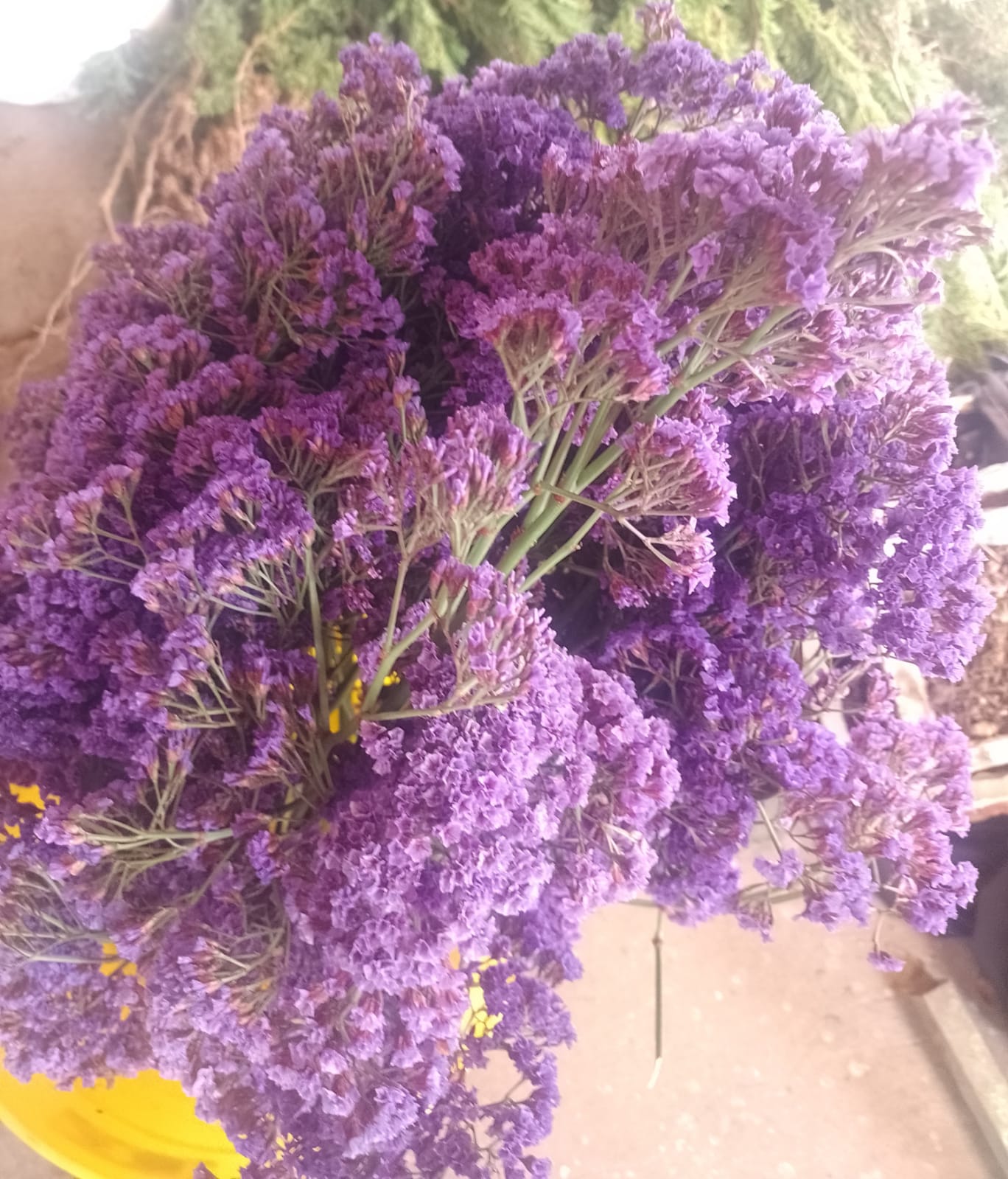 flores moradas
