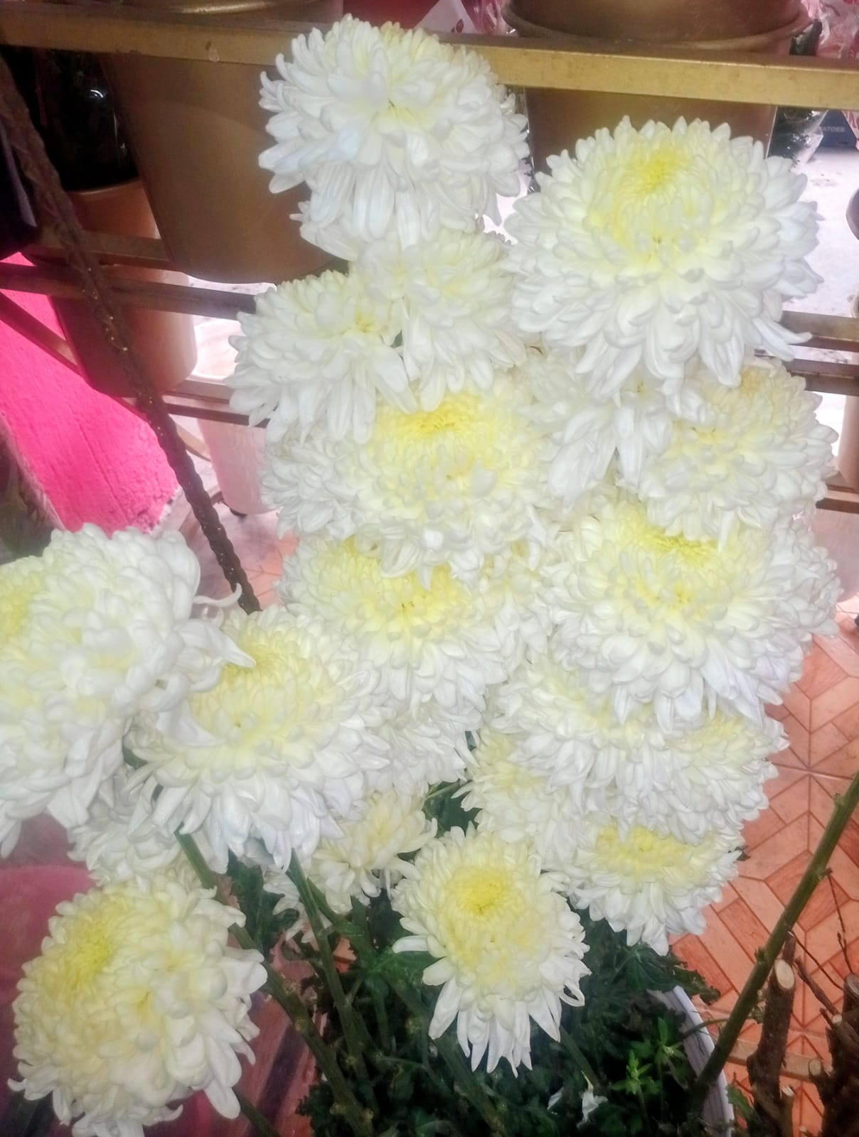 flores moradas