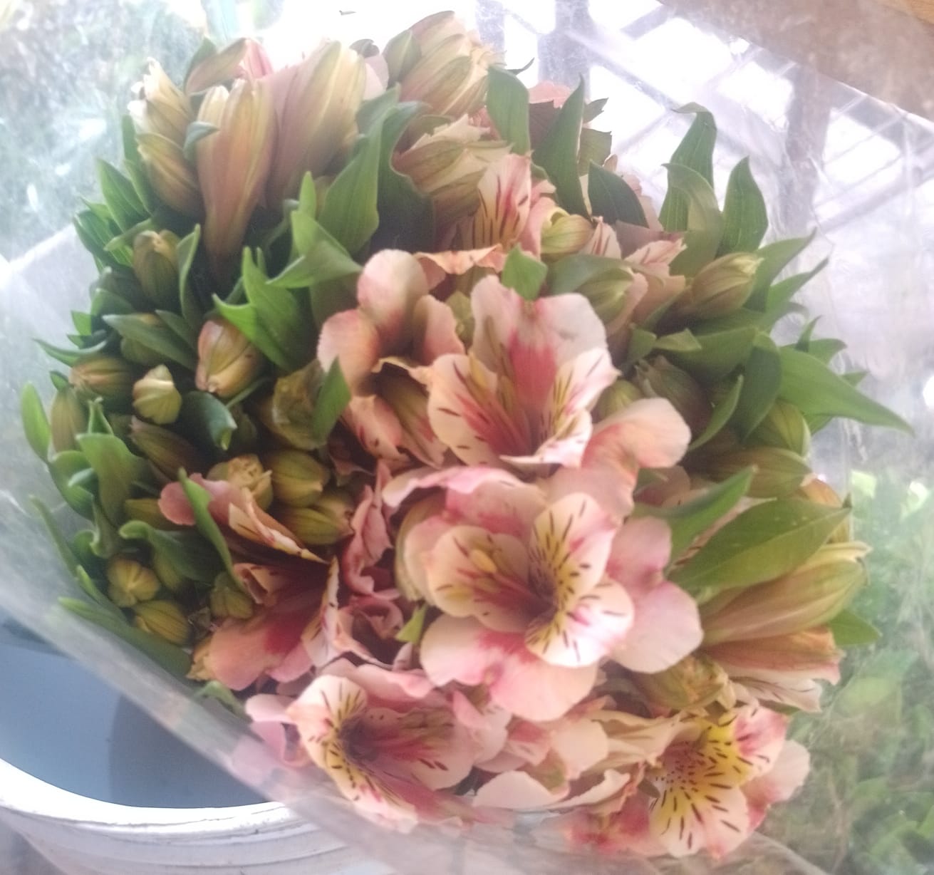 flores rosadas