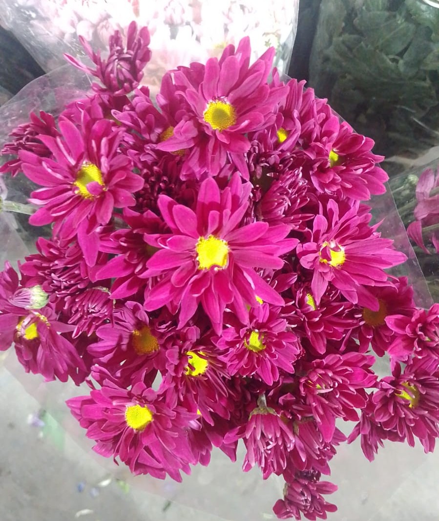 flores blancas con rosa