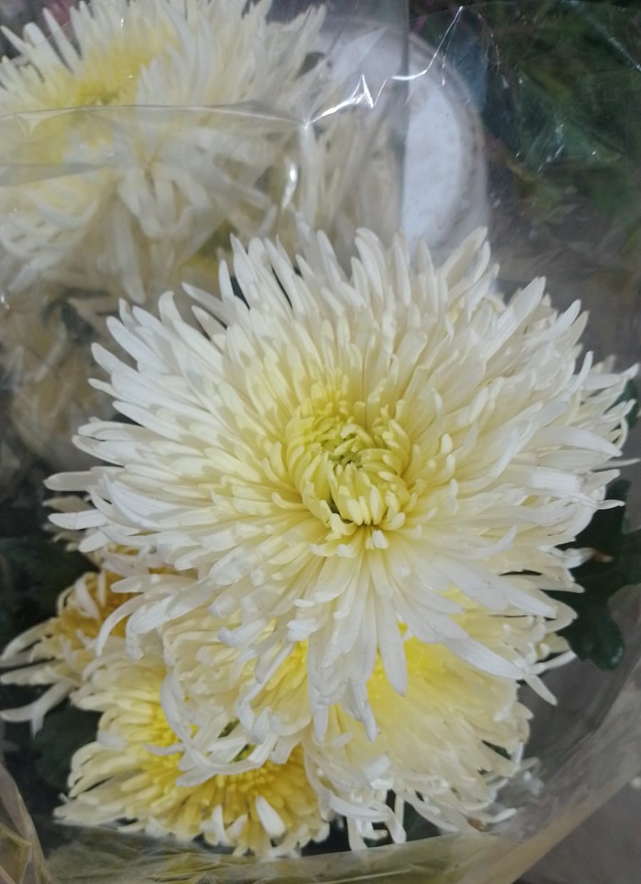 flores blancas con rosa