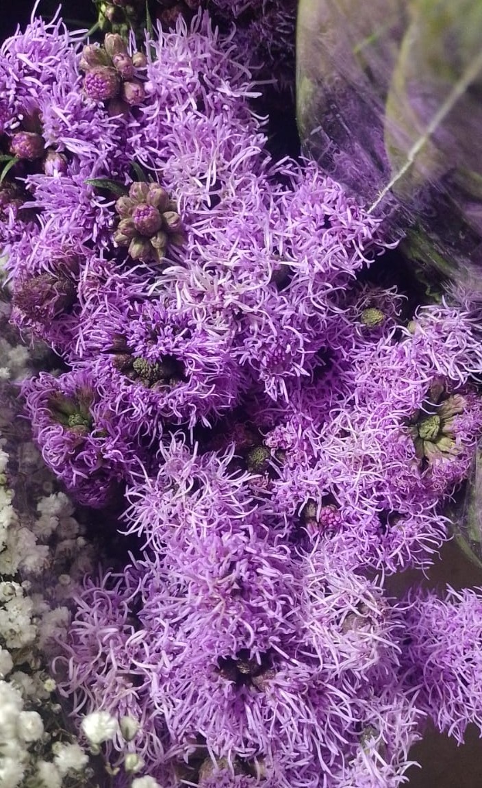 flores blancas con rosa