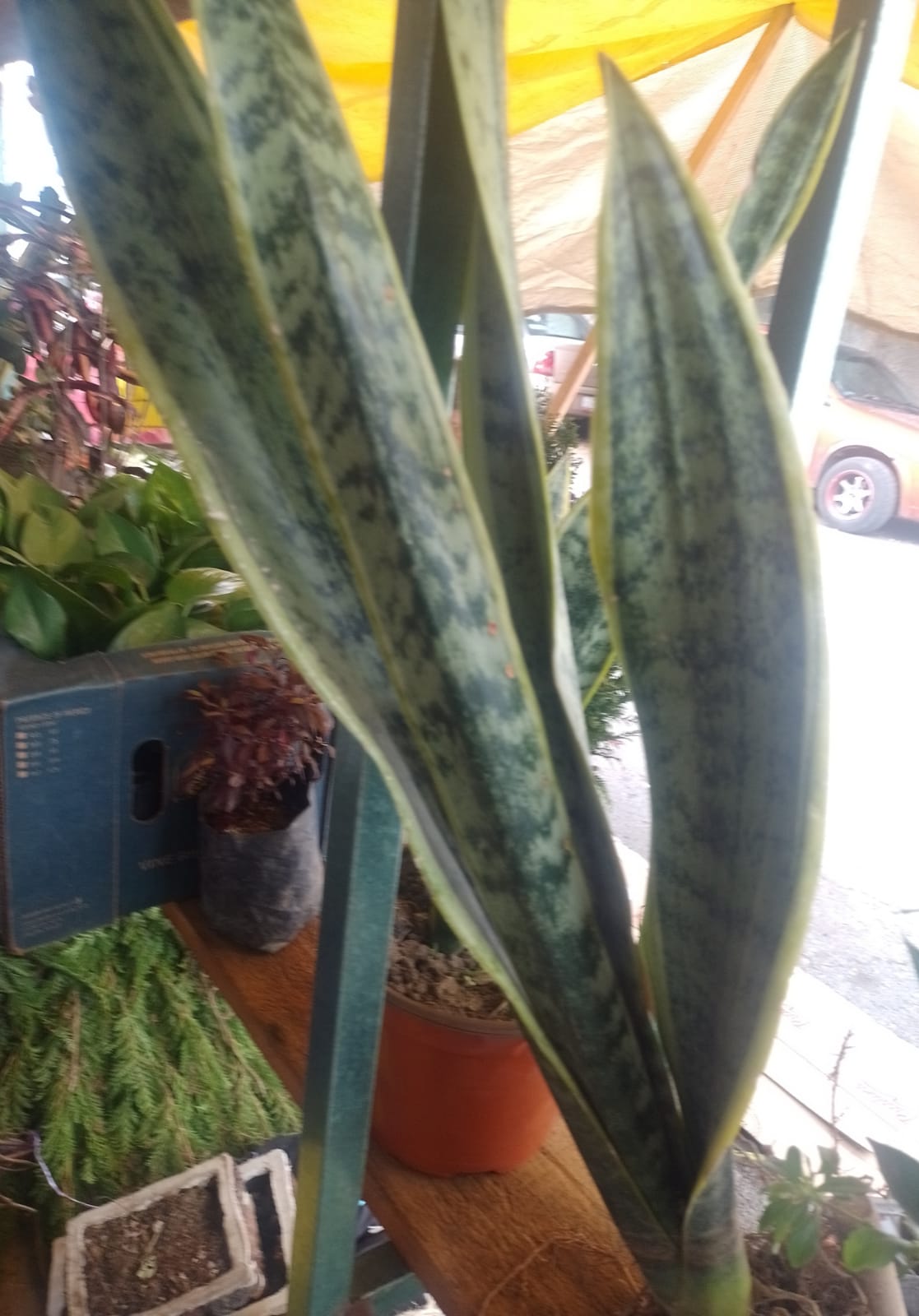 Lengua de suegra