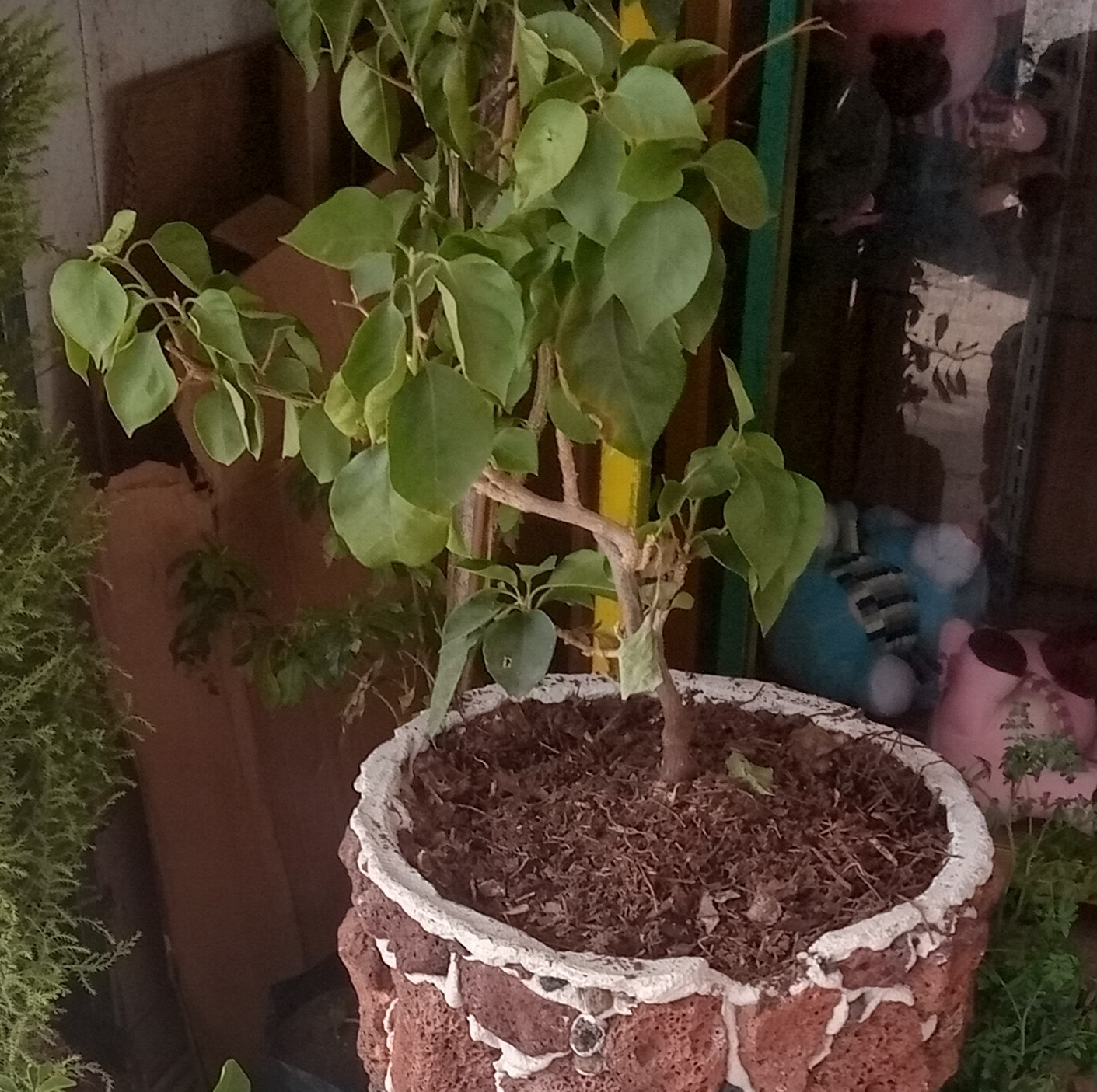 Ficus