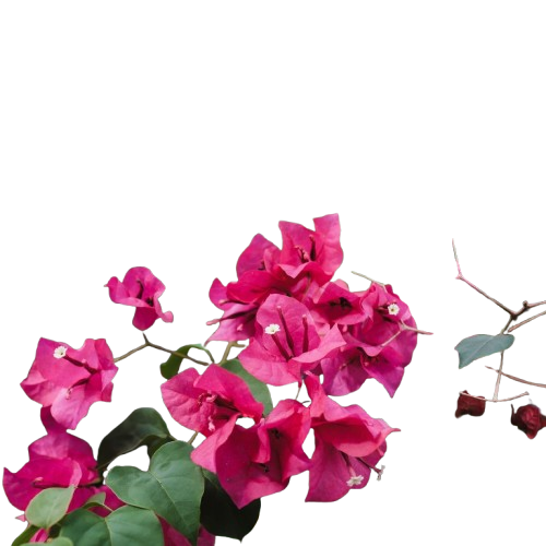 Bugambilias