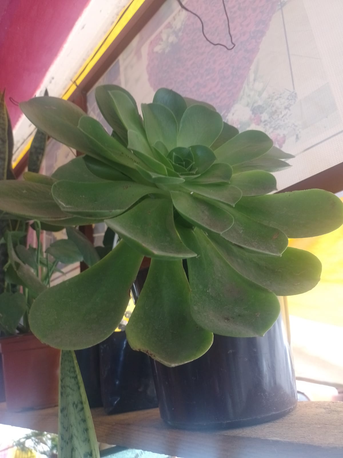 Suculenta