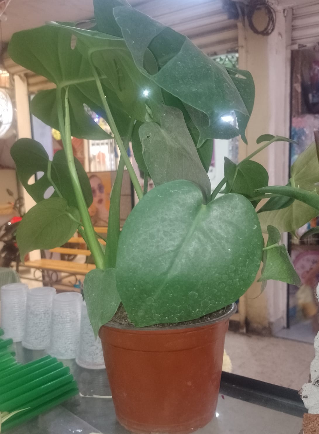 Monstera