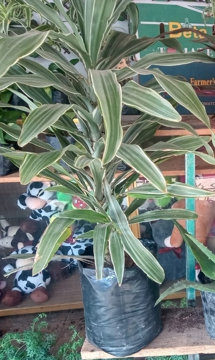 Drácena o muñeca