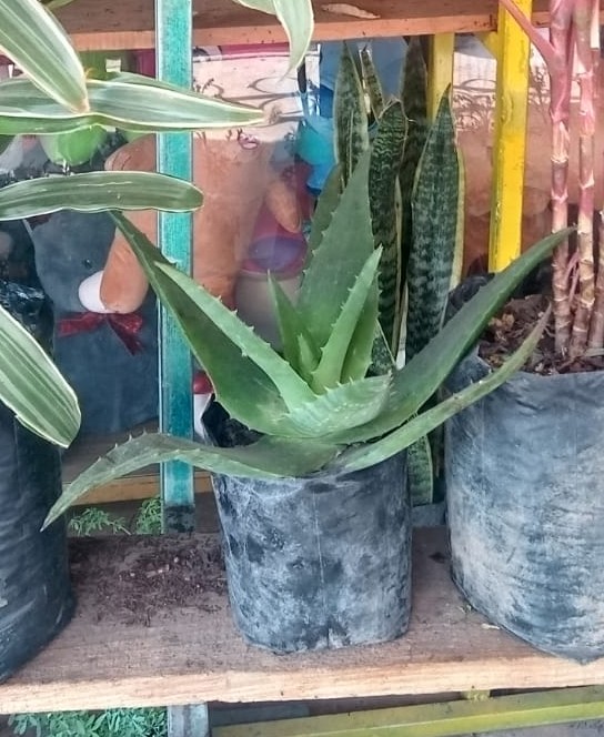 Sábila aloe