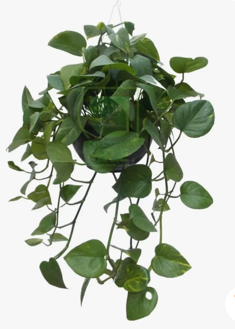 Enredadera